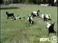 Fainting Goats: Ziegen die bei Gefahr ohnmächtig werden!