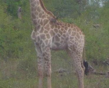 Ostergiraffe