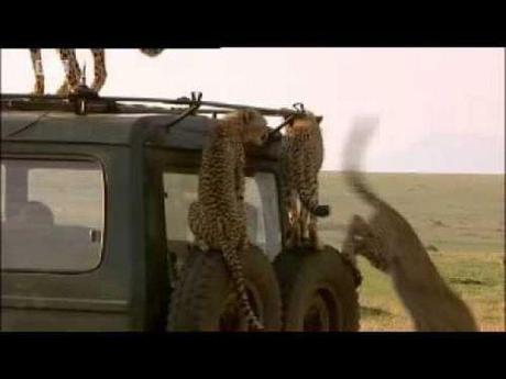 leoparden-besetzen-land-rover
