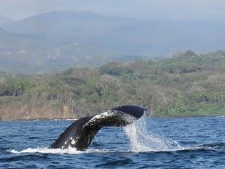 Wunderschöner Costa Rica Reisebericht