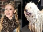 Verrückt: Tierische Star-Doubles - Shakira