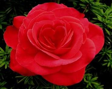 Tagebuchnotizen zum Buch DAS ESELSKIND - Überwinde das Böse mit Gutem