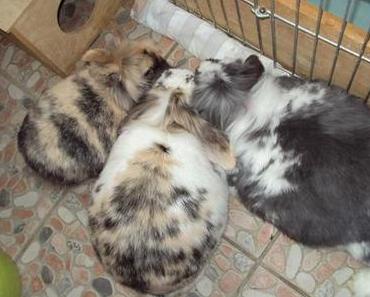 Die hecken doch was aus …