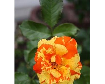 Tagebuchnotizen zum Buch DAS ESELSKIND - Du bist nur ein Stück Dreck!