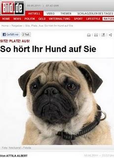Fatale Empfehlungen zur Hundeerziehung -mit Druck und Härte bei bild.de