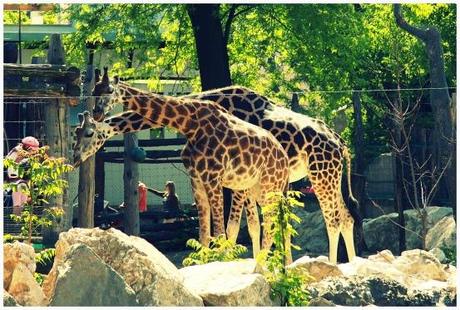 Zoo Budapest- Savanne