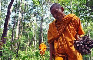 Mönche kämpfen für den kambodschanischen Wald.