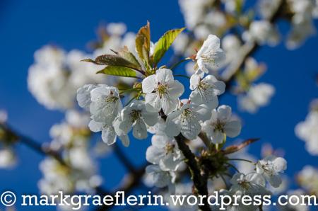Markgräflerland: Impressionen von der Kirschblüte im Eggenertal – 13. April 2018