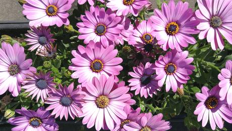 Foto: Margeriten in der warmen Sonne