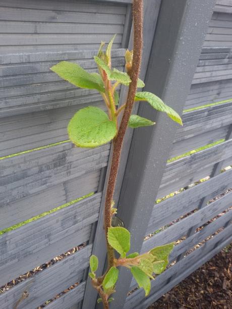 26.04.2018, die Kiwi-Pflanze treibt schon ordentlich aus. Wahnsinn, hoffentlich kommt kein Spätfrost mehr