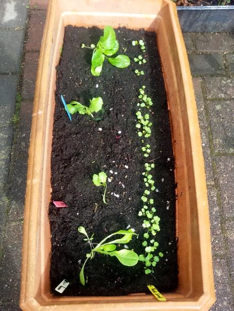 Der Kasten mit dem Eissalat, Romanasalat und der wilden Rauke wächst und gedeiht