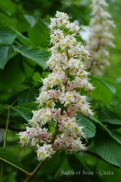 Flieder und Kastanien Blüten