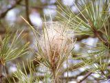 Proteste gegen „fliegendes Insektengift“ nehmen zu