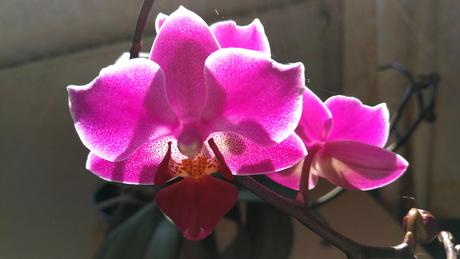 Foto: Phalaenopsis in der zweiten Blüte