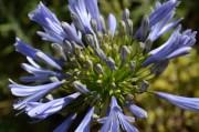 Schmucklilie (Agapanthus)