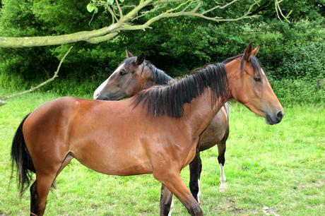 Foto: Zwei Pferde auf der Weide
