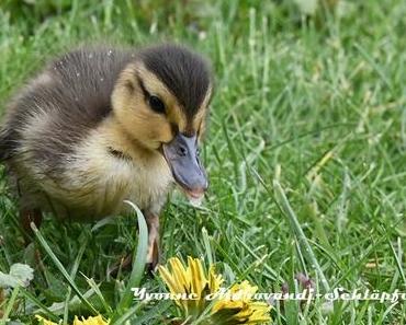 Verkehrter Rhabarberkuchen