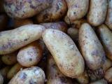 Grosse Sorge um Kartoffelernte