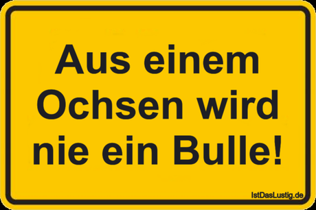 Lustiger BilderSpruch - Aus einem Ochsen wird nie ein Bulle!