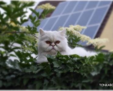 Auf der Mauer, auf der Lauer ...