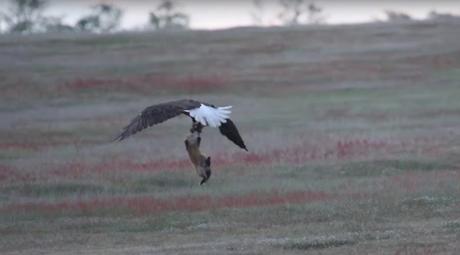Adler stibitzt Hasen aus dem Maul eines Fuches