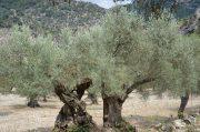 „Ebola der Olivenbäume“ bedroht Mallorca