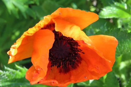 Foto: Orangefarbene Mohnblüte