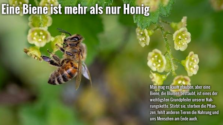 Eine Biene ist mehr als nur Honig. #Bienensterben #Bienen #Honig #Umwelt