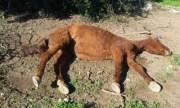 Tierschützer retten Pferde in Llubi