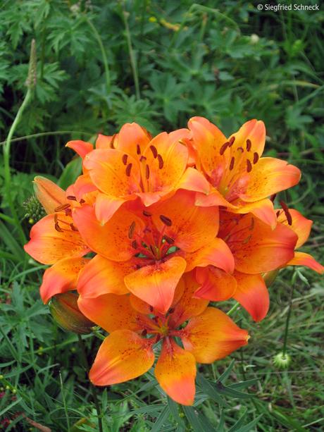 Feuerlilie mit 14 Blüten – Fotoserie