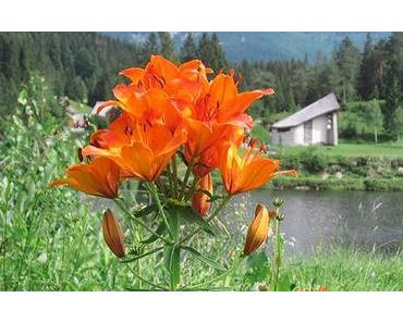 Feuerlilie mit 14 Blüten – Fotoserie