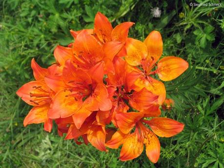 Feuerlilie mit 14 Blüten – Fotoserie