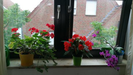 Foto: Blumen auf der Fensterbank