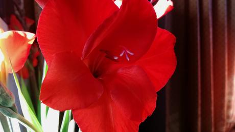 Foto: Rote Gladiolen mit Backlight