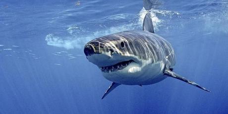 Laut Forscher hunderte Weiße Haie im Mittelmeer