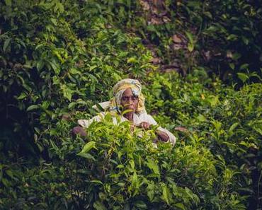 Teeplantagen Sri Lanka -So findest du diese im Hochland