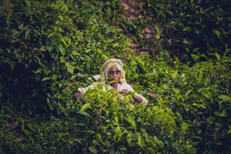 Teeplantagen Sri Lanka -So findest du diese im Hochland