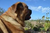 Freie Fahrt für Mallorcas Hunde