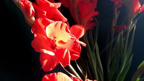 Foto: Gladiolen im Gegenlicht