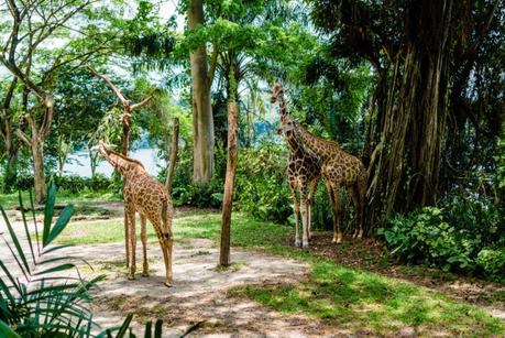 Singapur Zoo mit Kindern Erfahrungsbericht