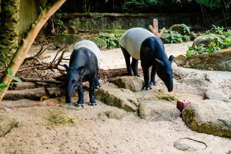 Singapur Zoo mit Kindern Erfahrungsbericht