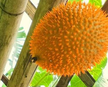 Gac, nicht von dieser Welt