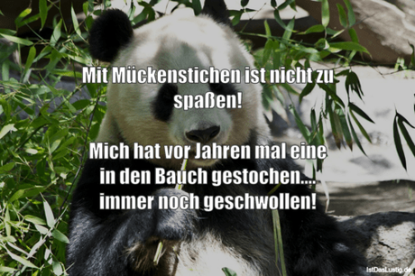 Lustiger BilderSpruch - Mit Mückenstichen ist nicht zu spaßen!  Mich...