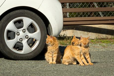 Katzen an unserem Mietwagen auf einem Parkplatz Zyperns
