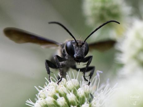 Wie dir die perfekten Nahaufnahmen von Insekten gelingen