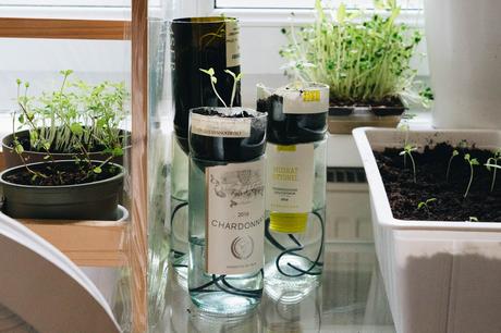 DIY selbstbewässernde Töpfe aus Weinflaschen