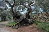 alter Olivenbaum bei Son Morraig
