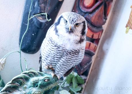 Forest of Owl – Eulen Café in Akihabara Tokyo