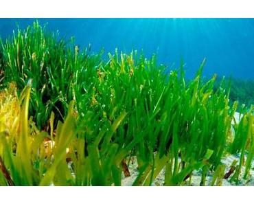 Besserer Schutz für „Posidonia“