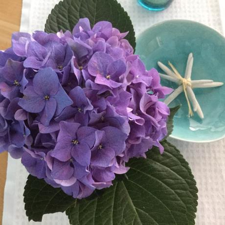 Friday-Flowerday – oder – Kühles Blau: Hortensie und Meer